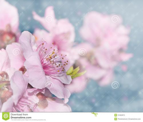 我想，让梦想开花