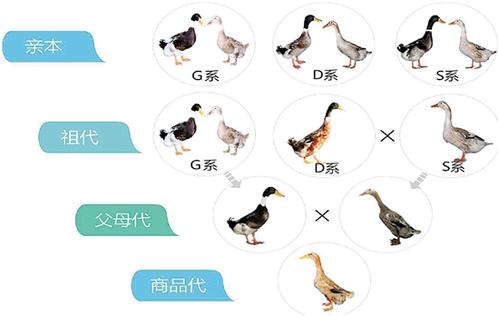 鸭子如何陷入困境？