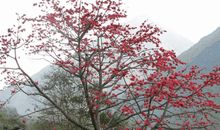 木棉树下的情思