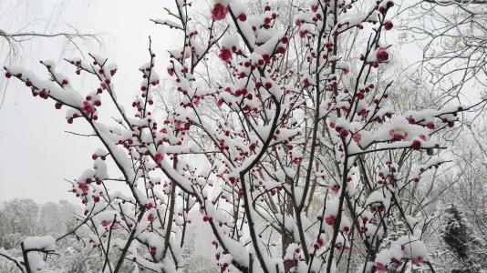 可爱的春天雪