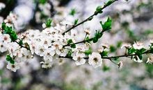 樱花烂漫几多时