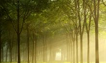 心中的那片树林