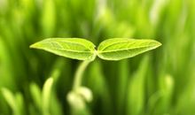 我爱那一抹生命的绿色