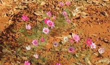 生命的意义是怒放