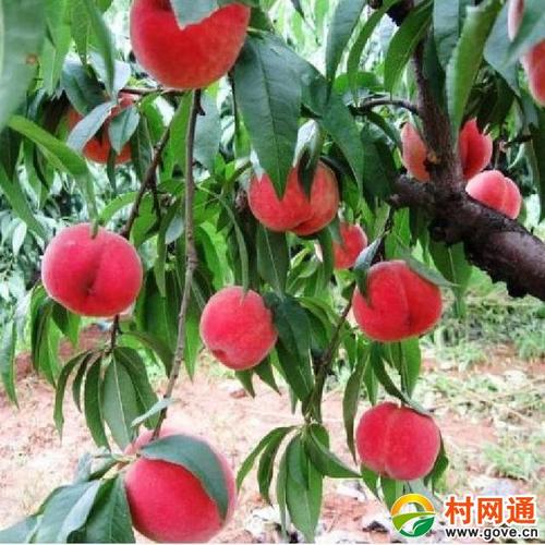 这个桃树
