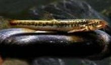 没有钓到那条鱼