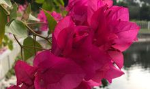 梦中花儿别样红