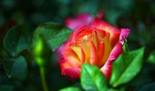 我想我应该是绽放的玫瑰