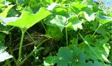 摘下心灵的藤蔓