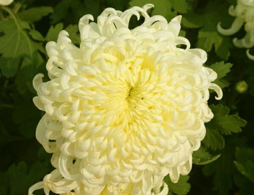 菊花