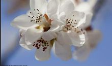 每朵花都有春天作文