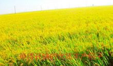 美丽富饶的家乡