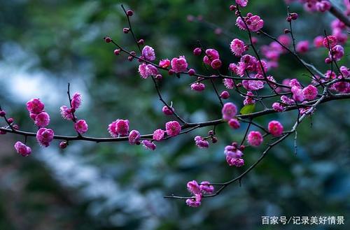 另见华媛