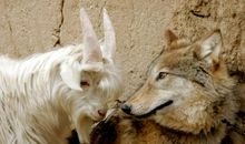 一只勇敢正直的英雄羊——《吃狼奶的羊》读后感