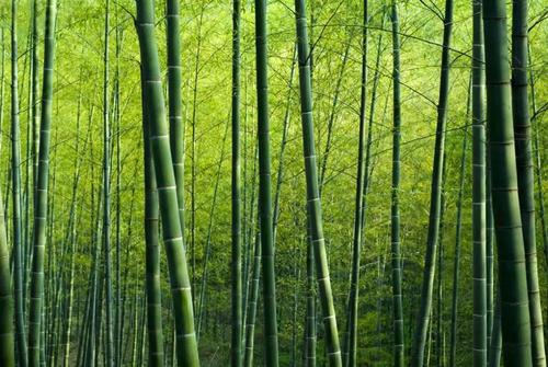 夏天竹林