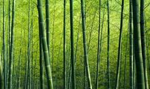 夏日竹林