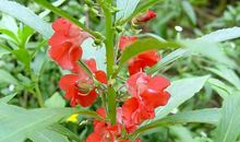 我喜爱的凤仙花