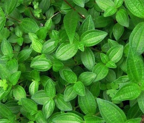 草
