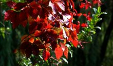 致将逝去的秋天