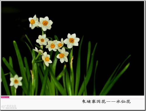 跟着鲜花