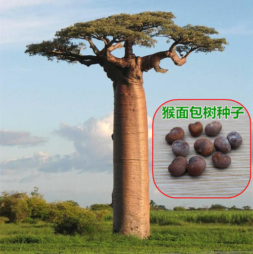 树种子