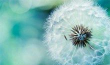 当蒲公英有了希望