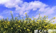 藏在春天的心愿