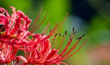 开在记忆里的花