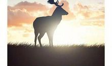 那一次你学会了飞翔