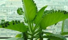 神奇的“落地生根”