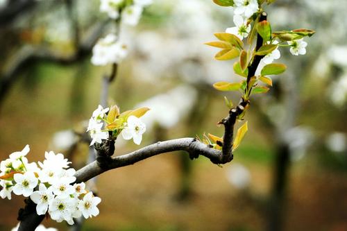 桃花