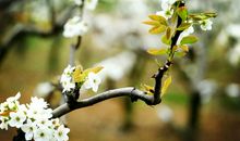 桃花灿烂赏春光