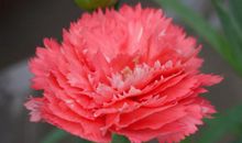 送你一束康乃馨