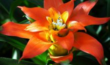 绽放一次美丽一次