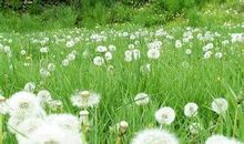 老操场上的蒲公英