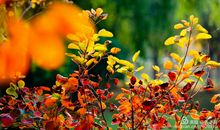 又是一年秋到时