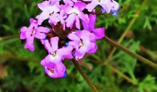 有朵花儿为你开