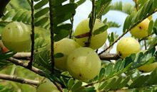 有一种味道叫甘甜