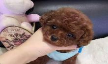 续写《宠物狗比赛》