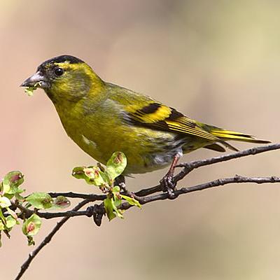 我真的想成为一只鸟。