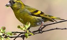 我真想成为一只小鸟