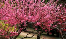 我心目中的桃花源