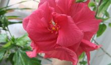 我从来没有这样为一朵花而感动