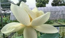 暴风雨中的花朵