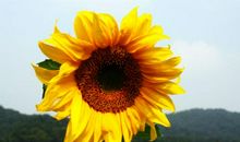 我为向日葵微笑