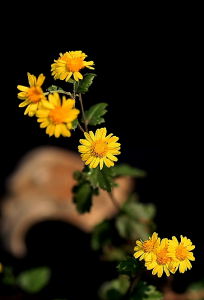 壁角野生菊花