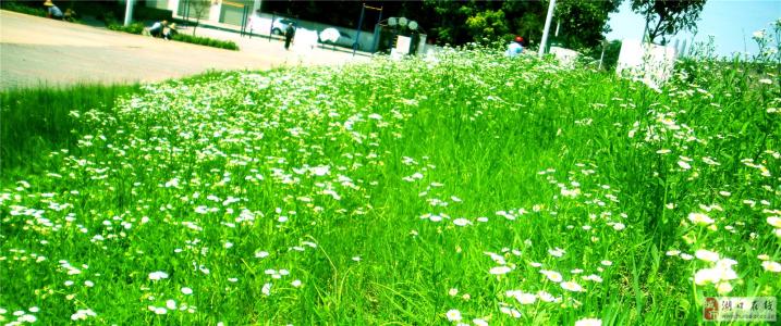 绿草地