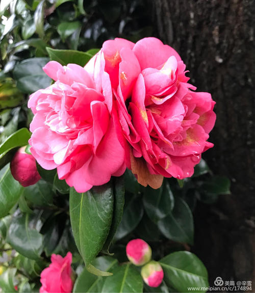 住宅花卉