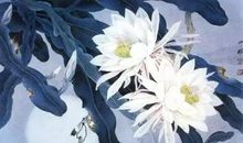 昙花一现又如何