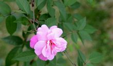 最美不过四季花